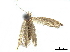  ( - CCDB-30823-H02)  @11 [ ] CreativeCommons - Attribution (2018) CBG Photography Group Centre for Biodiversity Genomics