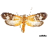  (Atteva mathewi - CCDB-30826-B01)  @11 [ ] CreativeCommons - Attribution (2018) CBG Photography Group Centre for Biodiversity Genomics