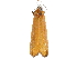  (Atteva scolecias - CCDB-30826-B02)  @11 [ ] CreativeCommons - Attribution (2018) CBG Photography Group Centre for Biodiversity Genomics