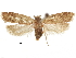  ( - CCDB-30826-B06)  @11 [ ] CreativeCommons - Attribution (2018) CBG Photography Group Centre for Biodiversity Genomics
