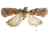  ( - CCDB-30826-B11)  @11 [ ] CreativeCommons - Attribution (2018) CBG Photography Group Centre for Biodiversity Genomics