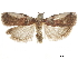  ( - CCDB-30826-C01)  @11 [ ] CreativeCommons - Attribution (2018) CBG Photography Group Centre for Biodiversity Genomics