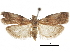  ( - CCDB-30826-C02)  @11 [ ] CreativeCommons - Attribution (2018) CBG Photography Group Centre for Biodiversity Genomics