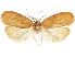  (Lethata anophthalma - CCDB-30826-C08)  @11 [ ] CreativeCommons - Attribution (2018) CBG Photography Group Centre for Biodiversity Genomics