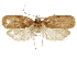  (Lethata bovinella - CCDB-30826-C10)  @11 [ ] CreativeCommons - Attribution (2018) CBG Photography Group Centre for Biodiversity Genomics