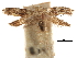  ( - CCDB-30826-D01)  @11 [ ] CreativeCommons - Attribution (2018) CBG Photography Group Centre for Biodiversity Genomics