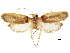  (Costoma - CCDB-30826-D03)  @11 [ ] CreativeCommons - Attribution (2018) CBG Photography Group Centre for Biodiversity Genomics