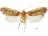  (Costoma cirrophaea - CCDB-30826-D04)  @11 [ ] CreativeCommons - Attribution (2018) CBG Photography Group Centre for Biodiversity Genomics