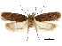  ( - CCDB-30826-D05)  @11 [ ] CreativeCommons - Attribution (2018) CBG Photography Group Centre for Biodiversity Genomics