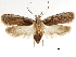  ( - CCDB-30826-E02)  @11 [ ] CreativeCommons - Attribution (2018) CBG Photography Group Centre for Biodiversity Genomics