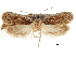 ( - CCDB-30826-E03)  @11 [ ] CreativeCommons - Attribution (2018) CBG Photography Group Centre for Biodiversity Genomics