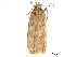  ( - CCDB-30826-E08)  @14 [ ] CreativeCommons - Attribution (2018) CBG Photography Group Centre for Biodiversity Genomics