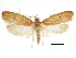  (Psilocorsis fatula - CCDB-30826-F06)  @11 [ ] CreativeCommons - Attribution (2018) CBG Photography Group Centre for Biodiversity Genomics