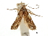  (Psittacastis gaulica - CCDB-30826-F07)  @11 [ ] CreativeCommons - Attribution (2018) CBG Photography Group Centre for Biodiversity Genomics