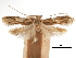  (Psittacastis - CCDB-30826-F08)  @11 [ ] CreativeCommons - Attribution (2018) CBG Photography Group Centre for Biodiversity Genomics