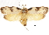  (Tonica niviferana - CCDB-30826-G05)  @11 [ ] CreativeCommons - Attribution (2018) CBG Photography Group Centre for Biodiversity Genomics