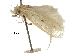  (Odites brachyclista - CCDB-30826-H01)  @11 [ ] CreativeCommons - Attribution (2018) CBG Photography Group Centre for Biodiversity Genomics