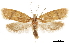  (Acryptolechia - CCDB-30827-A01)  @11 [ ] CreativeCommons - Attribution (2018) CBG Photography Group Centre for Biodiversity Genomics