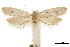  ( - CCDB-30827-A04)  @11 [ ] CreativeCommons - Attribution (2018) CBG Photography Group Centre for Biodiversity Genomics