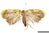  (Hypercallia citroclista - CCDB-30827-A09)  @11 [ ] CreativeCommons - Attribution (2018) CBG Photography Group Centre for Biodiversity Genomics