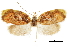  (Hypercallia heterochroma - CCDB-30827-A10)  @11 [ ] CreativeCommons - Attribution (2018) CBG Photography Group Centre for Biodiversity Genomics