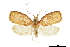  ( - CCDB-30827-A11)  @11 [ ] CreativeCommons - Attribution (2018) CBG Photography Group Centre for Biodiversity Genomics