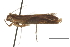  (Psittacastis cocae - CCDB-30827-B02)  @11 [ ] CreativeCommons - Attribution (2018) CBG Photography Group Centre for Biodiversity Genomics