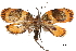 (Hypercallia cyanaspis - CCDB-30827-B03)  @11 [ ] CreativeCommons - Attribution (2018) CBG Photography Group Centre for Biodiversity Genomics