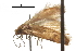  ( - CCDB-30827-C01)  @12 [ ] CreativeCommons - Attribution (2018) CBG Photography Group Centre for Biodiversity Genomics
