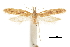  ( - CCDB-30827-C04)  @12 [ ] CreativeCommons - Attribution (2018) CBG Photography Group Centre for Biodiversity Genomics