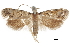  (Symmoca signatella - CCDB-30827-E02)  @14 [ ] CreativeCommons - Attribution (2018) CBG Photography Group Centre for Biodiversity Genomics