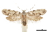  ( - CCDB-30827-E03)  @14 [ ] CreativeCommons - Attribution (2018) CBG Photography Group Centre for Biodiversity Genomics