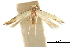  ( - CCDB-30827-E05)  @11 [ ] CreativeCommons - Attribution (2018) CBG Photography Group Centre for Biodiversity Genomics