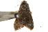  ( - CCDB-30827-G11)  @11 [ ] CreativeCommons - Attribution (2018) CBG Photography Group Centre for Biodiversity Genomics