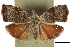  ( - CCDB-30827-G12)  @11 [ ] CreativeCommons - Attribution (2018) CBG Photography Group Centre for Biodiversity Genomics