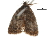  ( - CCDB-30827-H03)  @11 [ ] CreativeCommons - Attribution (2018) CBG Photography Group Centre for Biodiversity Genomics