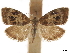  ( - CCDB-30828-A12)  @11 [ ] CreativeCommons - Attribution (2018) CBG Photography Group Centre for Biodiversity Genomics