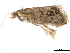  ( - CCDB-30828-C08)  @11 [ ] CreativeCommons - Attribution (2018) CBG Photography Group Centre for Biodiversity Genomics