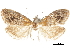  ( - CCDB-30828-C09)  @11 [ ] CreativeCommons - Attribution (2018) CBG Photography Group Centre for Biodiversity Genomics