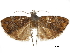  ( - CCDB-30828-E11)  @11 [ ] CreativeCommons - Attribution (2018) CBG Photography Group Centre for Biodiversity Genomics