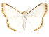  ( - CCDB-30828-E12)  @11 [ ] CreativeCommons - Attribution (2018) CBG Photography Group Centre for Biodiversity Genomics
