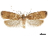  ( - CCDB-30828-F11)  @11 [ ] CreativeCommons - Attribution (2018) CBG Photography Group Centre for Biodiversity Genomics