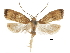  ( - CCDB-30828-F12)  @11 [ ] CreativeCommons - Attribution (2018) CBG Photography Group Centre for Biodiversity Genomics