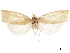  (Diatraea considerata - CCDB-30828-H05)  @11 [ ] CreativeCommons - Attribution (2018) CBG Photography Group Centre for Biodiversity Genomics