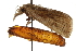  (Diatraea magnifactella - CCDB-30828-H08)  @11 [ ] CreativeCommons - Attribution (2018) CBG Photography Group Centre for Biodiversity Genomics