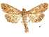  (Omiodes blackburni - CCDB-31553-A01)  @11 [ ] CreativeCommons - Attribution (2018) CBG Photography Group Centre for Biodiversity Genomics