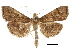  (Omiodes annubitata - CCDB-31553-A05)  @11 [ ] CreativeCommons - Attribution (2018) CBG Photography Group Centre for Biodiversity Genomics