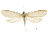  (Rupela horridula - CCDB-31553-C11)  @11 [ ] CreativeCommons - Attribution (2018) CBG Photography Group Centre for Biodiversity Genomics