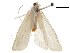  ( - CCDB-31553-C12)  @11 [ ] CreativeCommons - Attribution (2018) CBG Photography Group Centre for Biodiversity Genomics