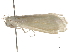  (Rupela leucatea - CCDB-31553-D01)  @11 [ ] CreativeCommons - Attribution (2018) CBG Photography Group Centre for Biodiversity Genomics